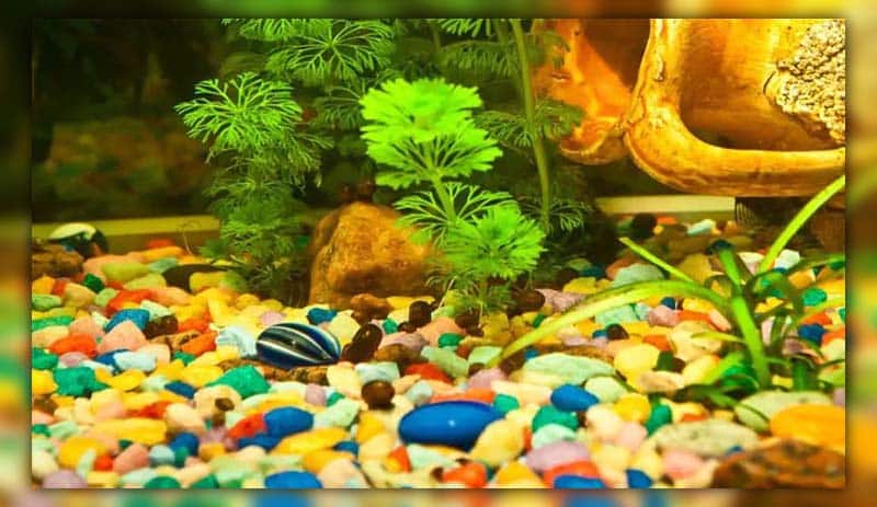 Gravel brings lots of benefits to your tank 