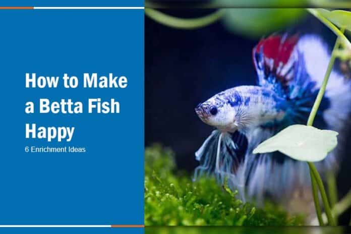 betta fish enrichment
