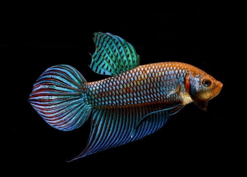 male alien betta fish