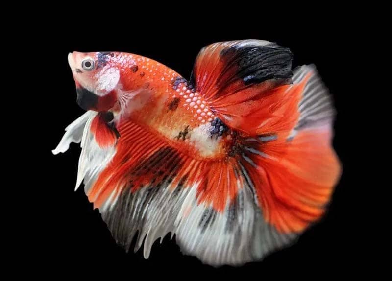 Orange betta galaxy koi fish