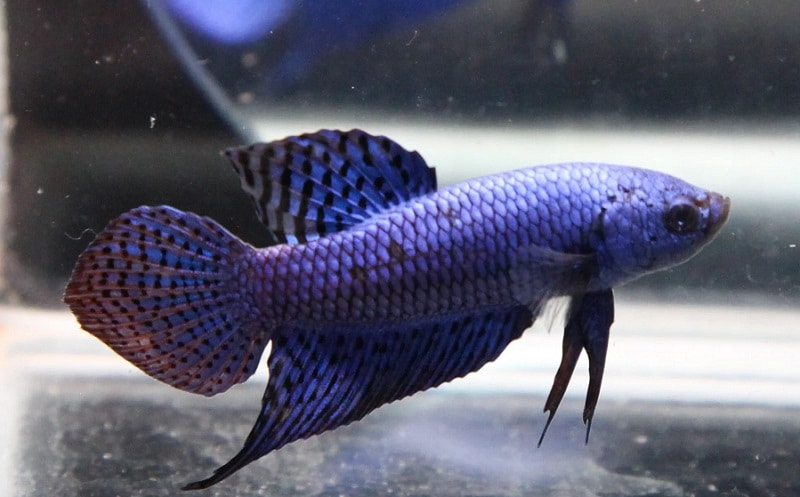 purple alien betta fish