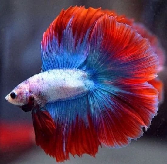 red and blue full moon betta fish