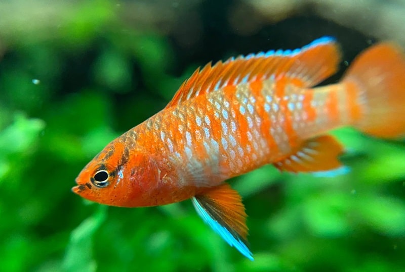 Scarlet Badis fish for 20 gallon tank
