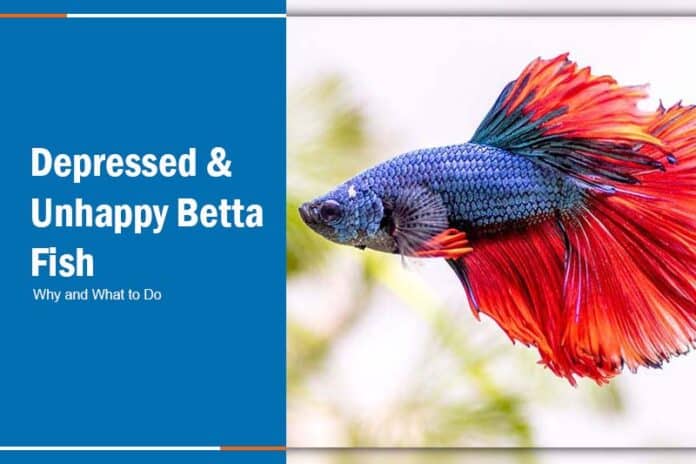 can betta fish get depressed