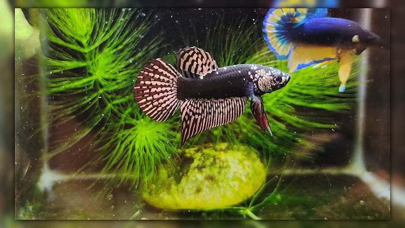 alien samurai betta fish