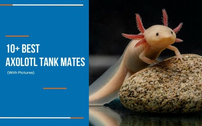 Best Axolotl Tank Mates
