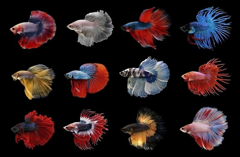 Top 9 most beautiful betta fish
