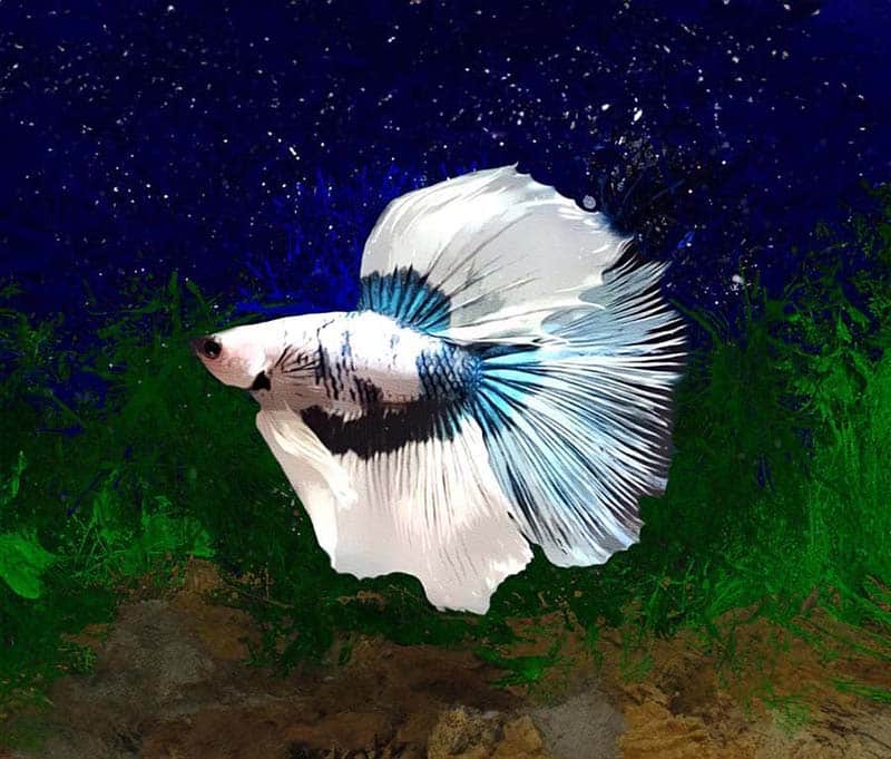 Betta Turquois Color