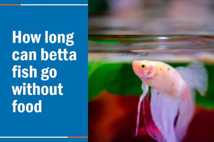 how long can betta fish go without eating
