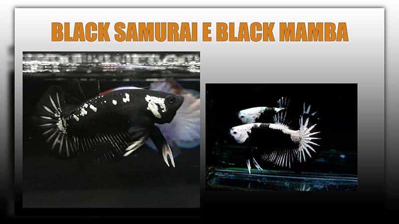 black mamba and black samurai betta