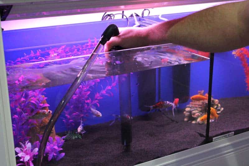 Do A Partial Water Change Betta fish Tank