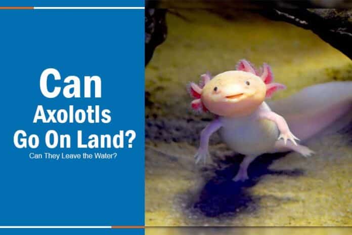 Can Axolotls Go On Land