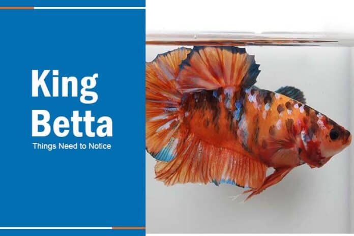 king betta fish breed