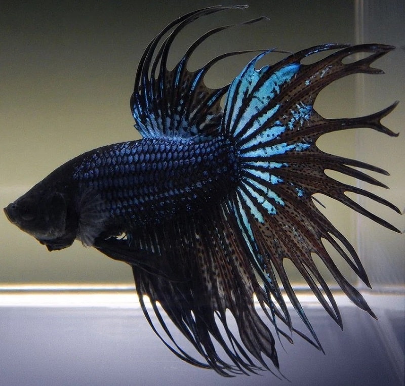 crowntail dumbo betta males