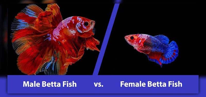 Difference between Male Halfmoon Betta Fish vs Female Halfmoon Betta