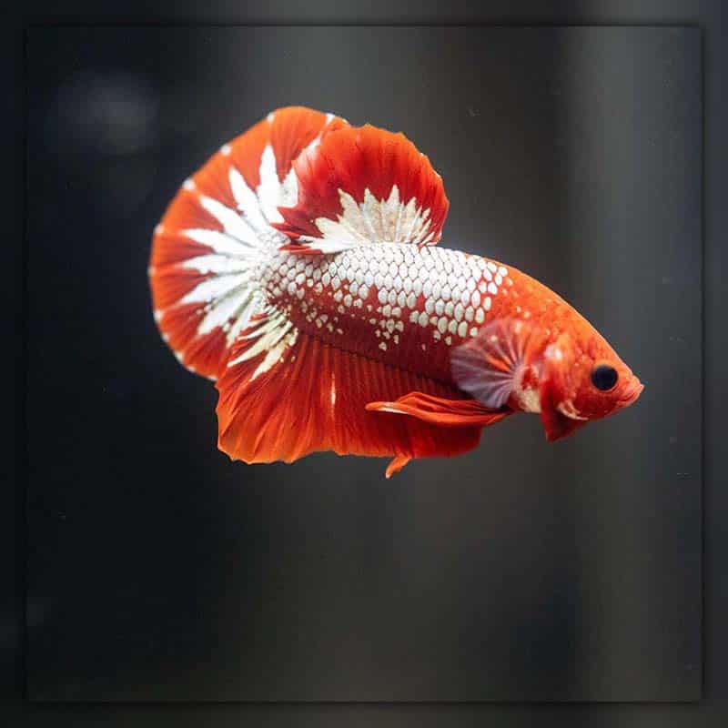 How can you tell if a betta fish is a female?