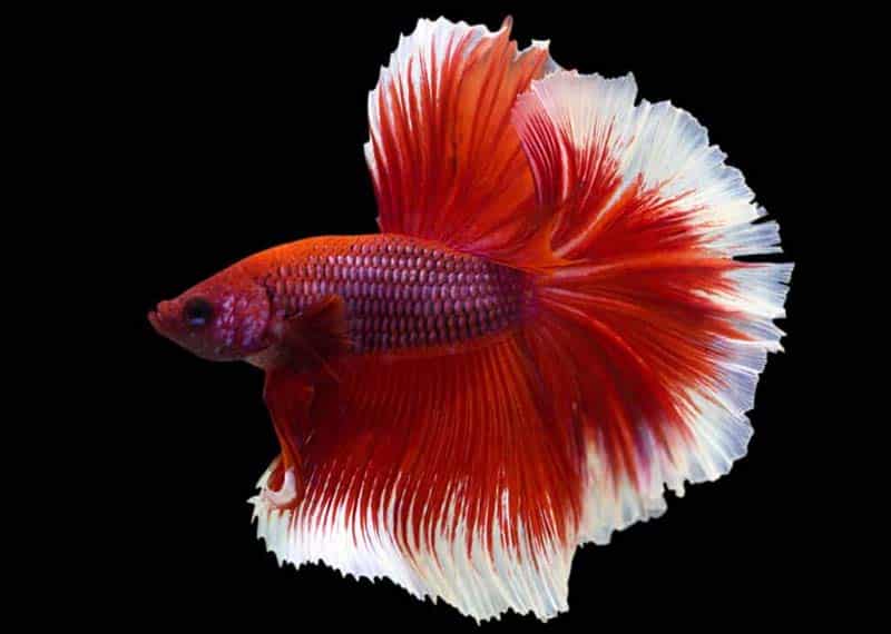 dragon rosetail betta red and white