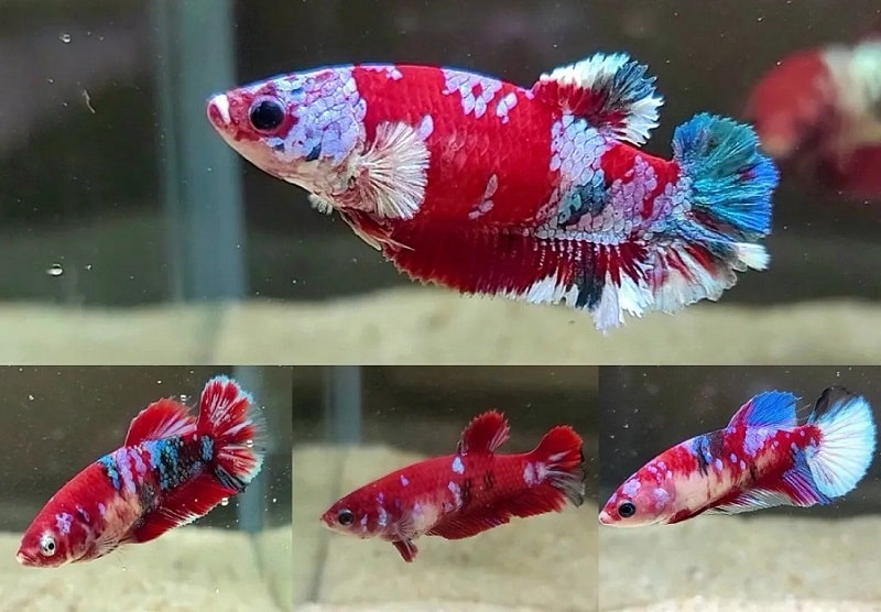 female koi betta fish