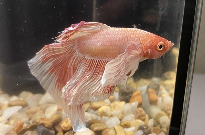 Signs of Lethargy in Betta Fish After 7 Days Without Food