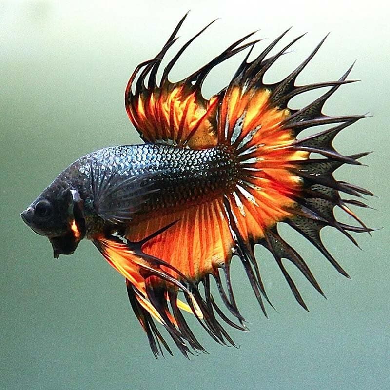 king crowntail betta fish