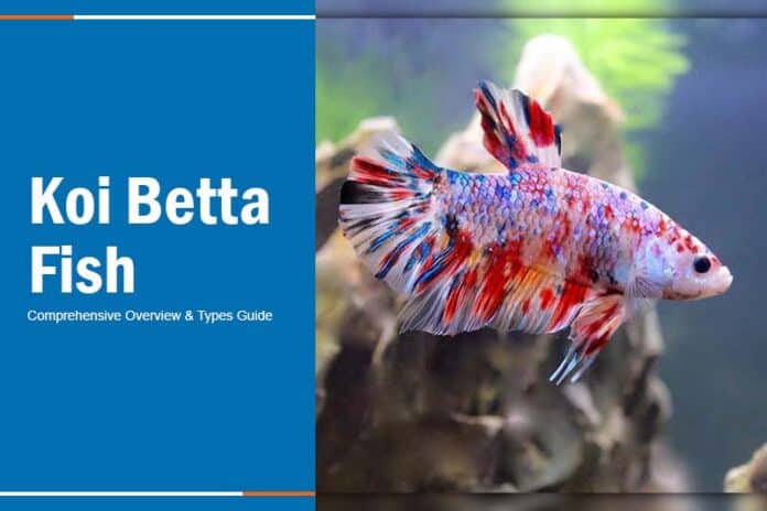koi betta fish