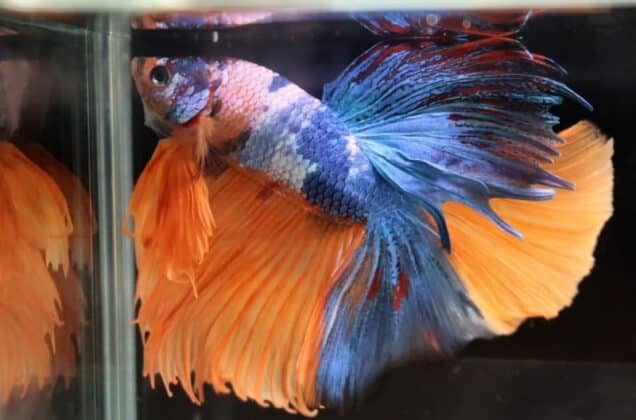 31+ Types of Betta Fish: Top Colors, Tail and Most Beautiful