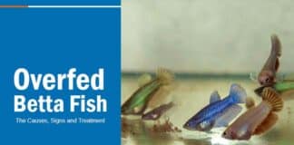 overfeeding betta fish
