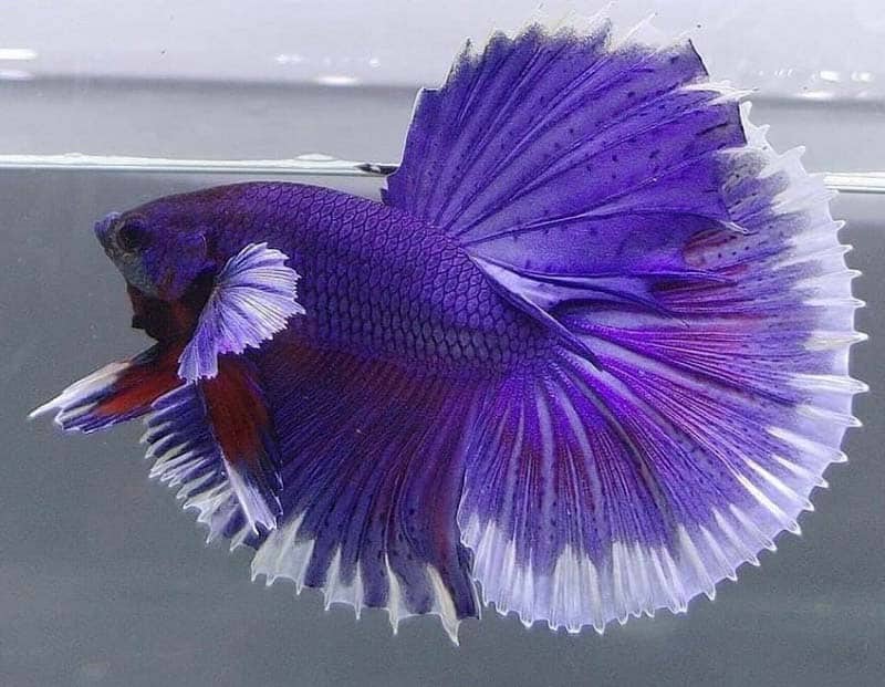 purple rosetail betta fish