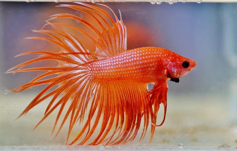 Red Crowntail Betta Fish