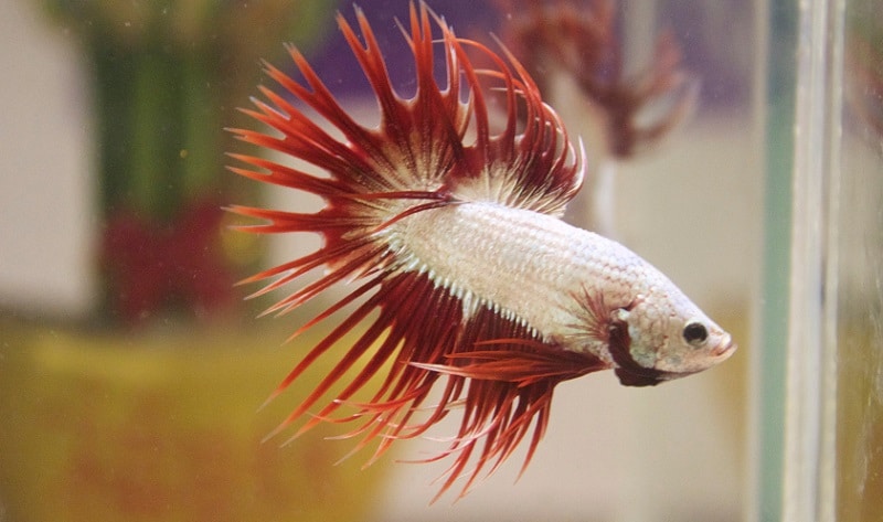 red dragon scale crowntail betta