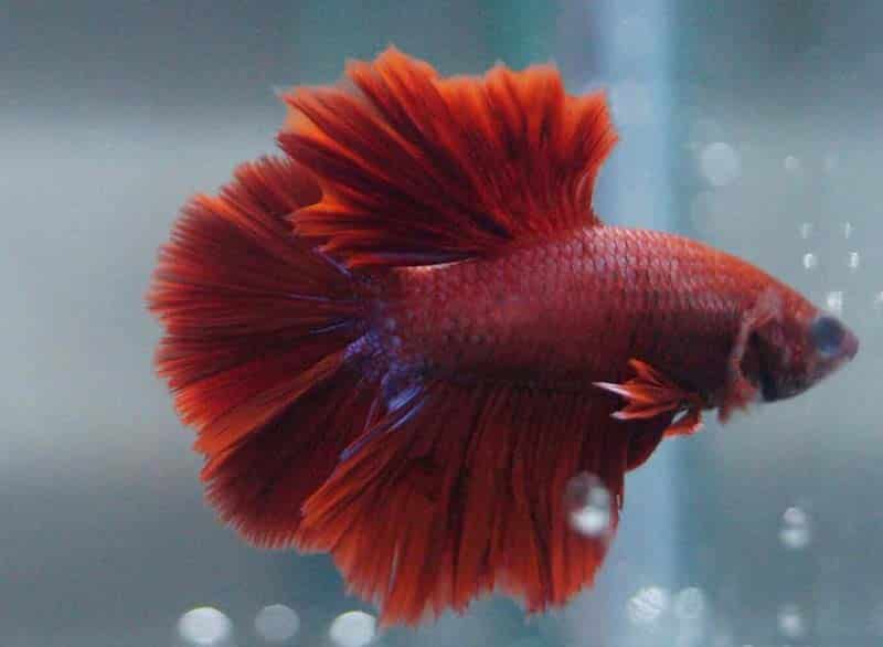 red rosetail betta fish pictures