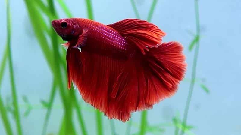 red rosetail betta fish image