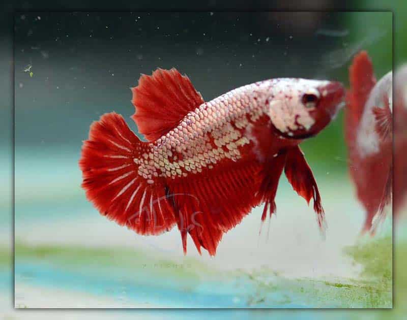 Red samurai betta fish