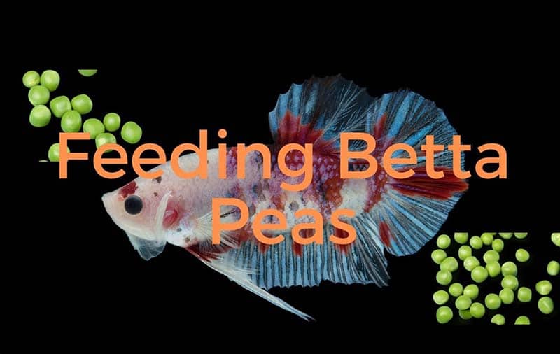 Boiled Peas food for Betta