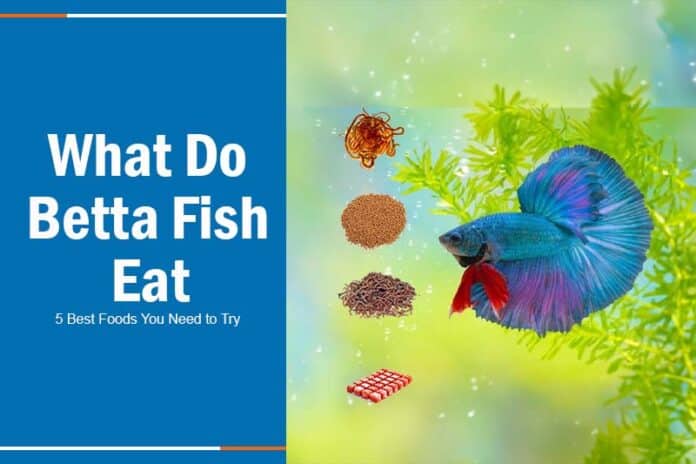 what do betta fish eat