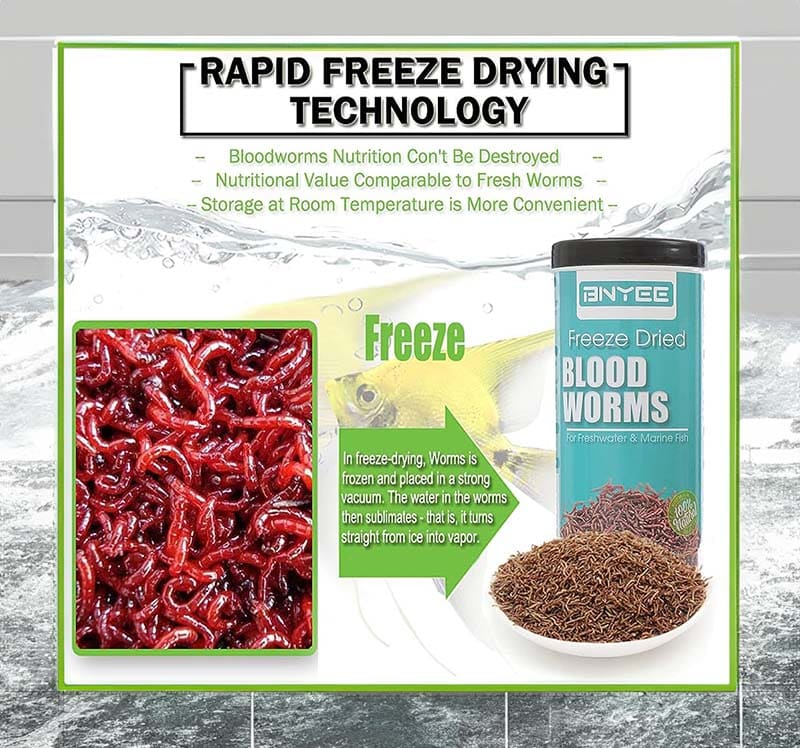 Bloodworms - best food for Betta fish
