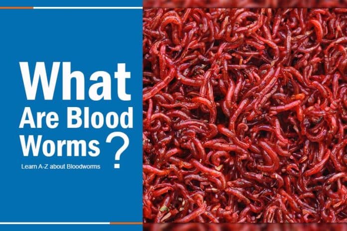 What Are Blood Worms