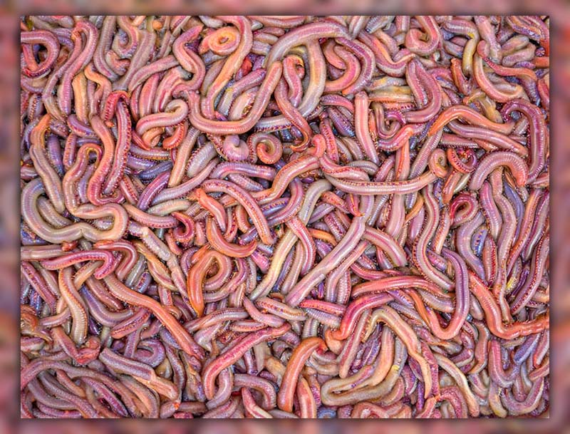 Live Blood worms