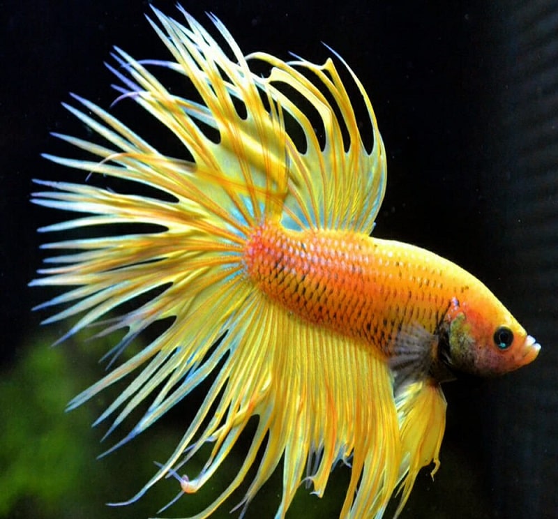 Yellow Crowntail Betta