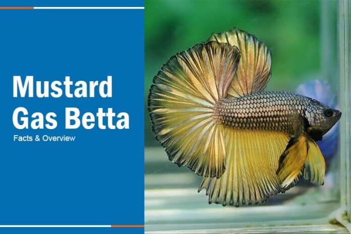 mustard betta fish