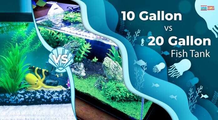 10 Gallon vs 20 Gallon Fish Tank