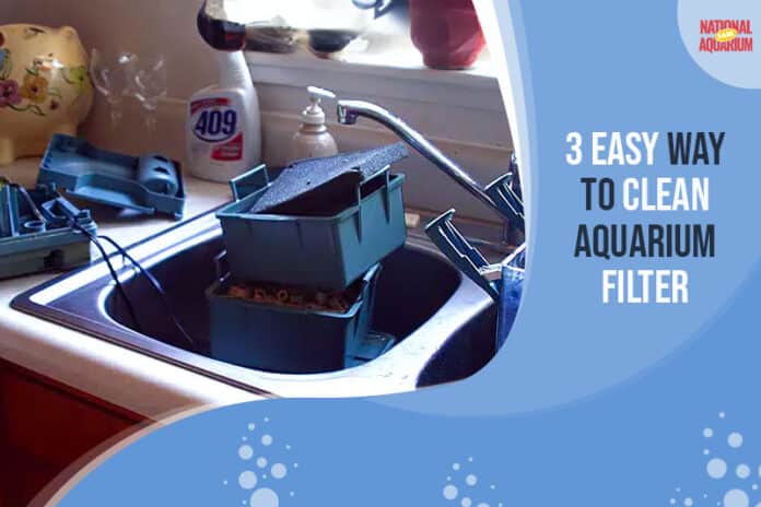 Easy Ways To Clean Your Aquarium Filter