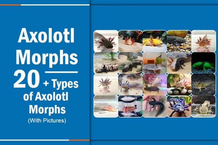 Axolotl Morphs