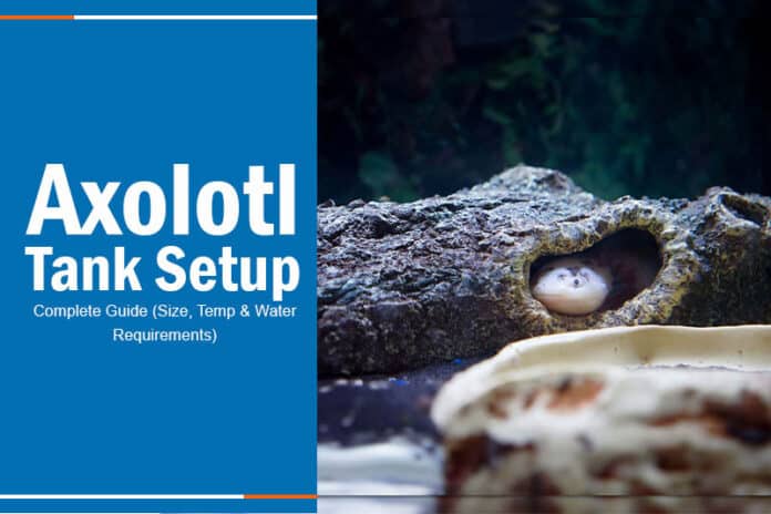 Axolotl Tank Setup