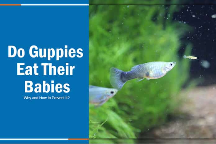Do Guppies Eat Their Babies? Why and How to Prevent It?