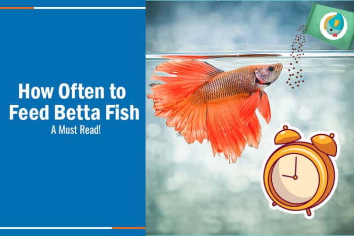 Feeding Betta Fish