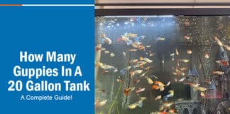 How Many Guppies In A 20 Gallon Tank? A Complete Guide!