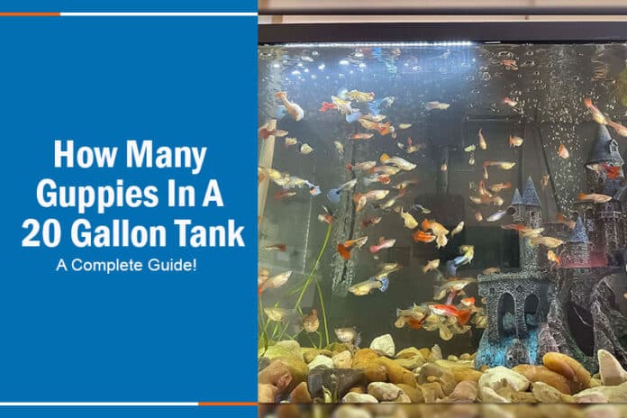 How Many Guppies In A 20 Gallon Tank? A Complete Guide!