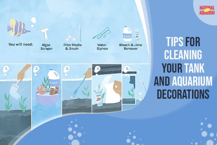 Tips for Cleaning Your Tank and Aquarium Decorations