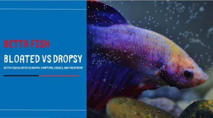 Betta Fish Bloated vs Dropsy